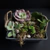 Available Styles:

Ceramic Bowls
Rustic Trays
Decorative Containers
Mixed Succulent Gardens
Custom Designs Available