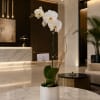 A single-stem Phalaenopsis orchid offers quiet elegance for a birthday, anniversary, sympathy