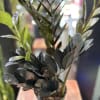 Raven&reg; ZZ plant is among the most trendy and popular houseplants. It's