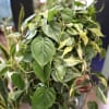 A cascade of green-and-yellow variegated leaves makes a striking statement for everyday