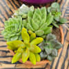 Small Clean, vibrant, and effortlessly modern&mdash;this handcrafted succulent garden features a curated