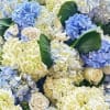 Clustered arrangement of blue and white hydrangeas mixed with ivory roses
