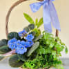 Bright blue African violet-style blooms nestle among glossy green foliage in a