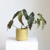 Bring timeless beauty to your home with this Angel Wing Begonia, admired
