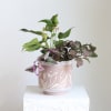 Living plant arrangement featuring an Anthurium, Fittonia, and tradescantia. 