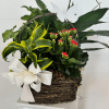 A fresh, cheerful mixed plant arrangement that feels like a little indoor