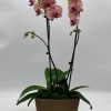 Potted orchid arrangement with pink blooms in a brown planter