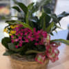 Wicker basket with two  4-inch flowering plants and 2  4-inch