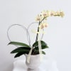 A single elegant Phalarkid orchid stem in soft cream and blush tones