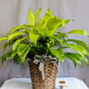 The Dracaena plant is a versatile and visually captivating addition to any