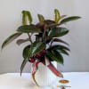 A Ficus rubber plant, with its rich, glossy black leaves, creating a