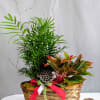 Bring a touch of the tropics indoors with this lush plant basket