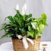 This elegant plant arrangement features the graceful beauty of a Peace Lily