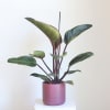 The Red Philodendron features rich green foliage accented by subtle magenta tones