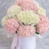 A luxurious arrangement of premium pink and white hydrangeas beautifully presented in