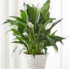 Potted peace lily with white blooms in a white woven basket