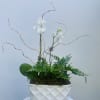White orchids in a white ceramic planter with fern foliage and curly branches