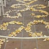 Wedding aisle lined with white chairs and scattered yellow-white petals