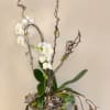 White orchid arrangement with twisted branches in a container