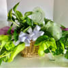 Basket of green pothos plants with a white ribbon and heart picks
