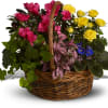 Send this colorful sympathy basket of plants to show your condolences to