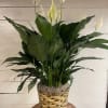 Potted peace lily with white blooms in a woven basket