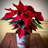 Red poinsettia plant in a rustic metal bucket with a red truck graphic on a wooden table.
