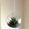 Hanging glass globe terrarium with a small green succulent inside