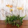Long planter with yellow orchids and trailing ivy in a decorative wire container.