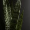 Close-up of tall variegated snake plant leaves against a dark background