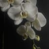 White orchid blooms against a dark background