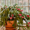 Potted Christmas cactus with pink blooms in a terracotta pot