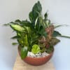 Mixed potted tropical plants in a terracotta bowl with decorative stones