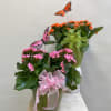 Potted pink and orange flowering plants with butterfly picks and ribbon bows