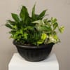 A beautiful mixture of houseplants to acknowledge any occasion. Houseplant varieties may