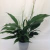Peace lily one of the easiest plants to send if they don't