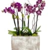 Purple orchids arranged in a rectangular planter