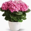 A beautiful Hydrangea plant. Colors may vary on the flowers and also