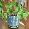 Lovely pilea plant potted in 8" blue ceramic planter with a chevron