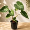 Taro (Elephant Ear) with large, dramatic arrowhead leaves and a bold, tropical