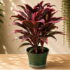 Bring vibrant tropical color to your home with the Red Ti Plant.