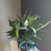 Beautiful staghorn fern, perfect for any occasion 