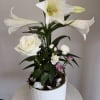 The white Easter lily with it's beautiful trumpet-shaped blossoms symbolizes purity, hope