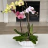 Potted orchids in yellow, pink, and white in a white ceramic planter
