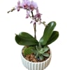 Potted orchid with pink-speckled blooms in a white ceramic planter