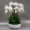 White orchids arranged in a white ceramic bowl planter