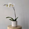 White orchid plant in a patterned ceramic pot