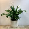 This potted Peace Lily is a graceful and timeless indoor plant with