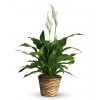 A tall reaching spathiphyllum plant, also known as a peace lily, set