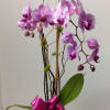 Purple orchids in a vase with a pink ribbon bow